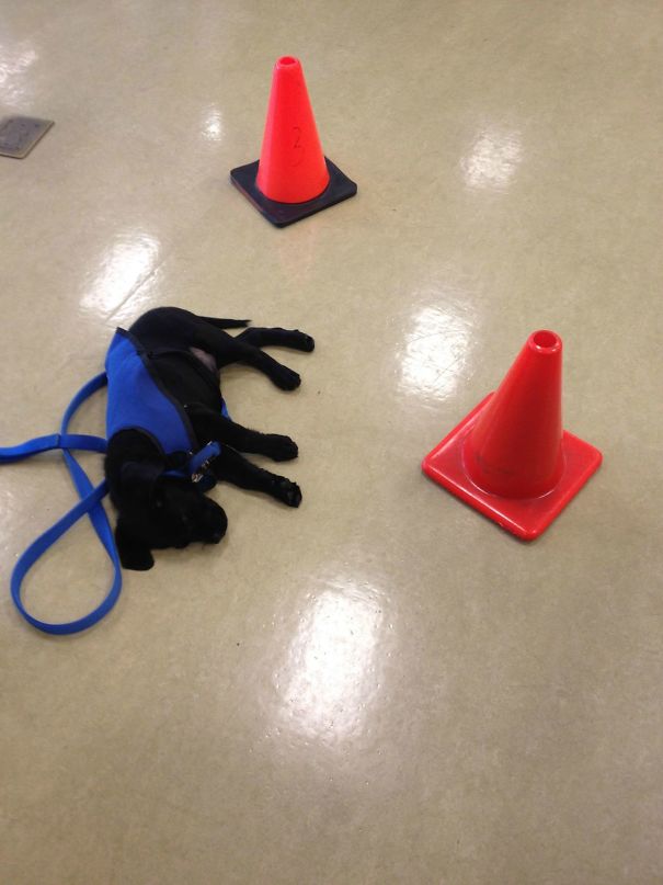 Service Puppy-In-Training Needed A Nap In My Gym. We Put Cones Around Her So She Wouldn