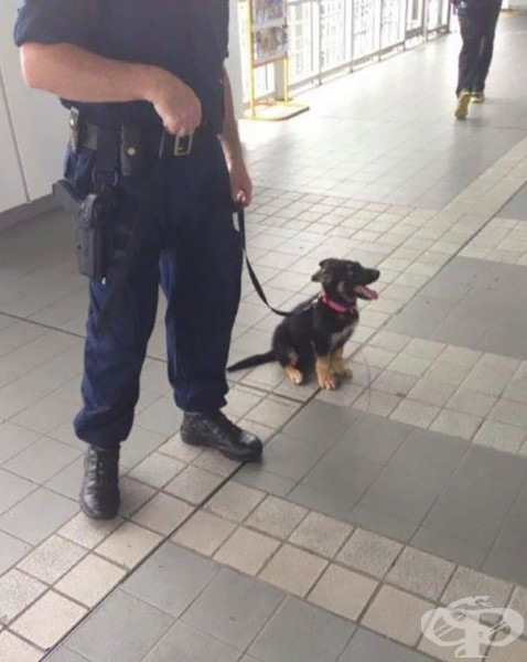 Един ден ще бъда голямо полицейско куче
