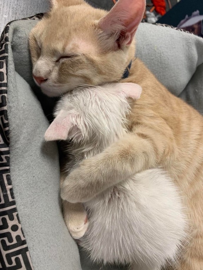 11-adorable-photos-proving-that-sometimes-animals-are-better-than-people-03