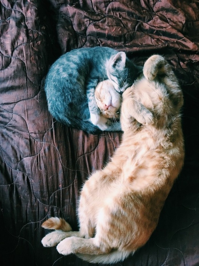 11-adorable-photos-proving-that-sometimes-animals-are-better-than-people-05