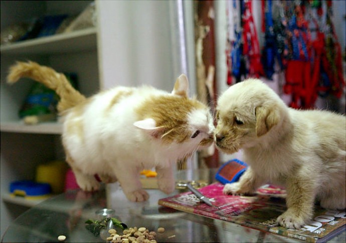 11-adorable-photos-proving-that-sometimes-animals-are-better-than-people-06