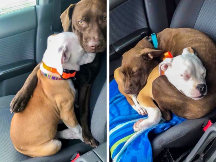 11-adorable-photos-proving-that-sometimes-animals-are-better-than-people-07