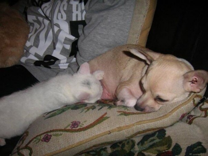 11-adorable-photos-proving-that-sometimes-animals-are-better-than-people-09