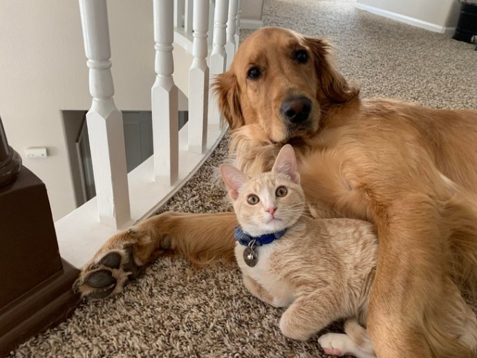 11-adorable-photos-proving-that-sometimes-animals-are-better-than-people-10