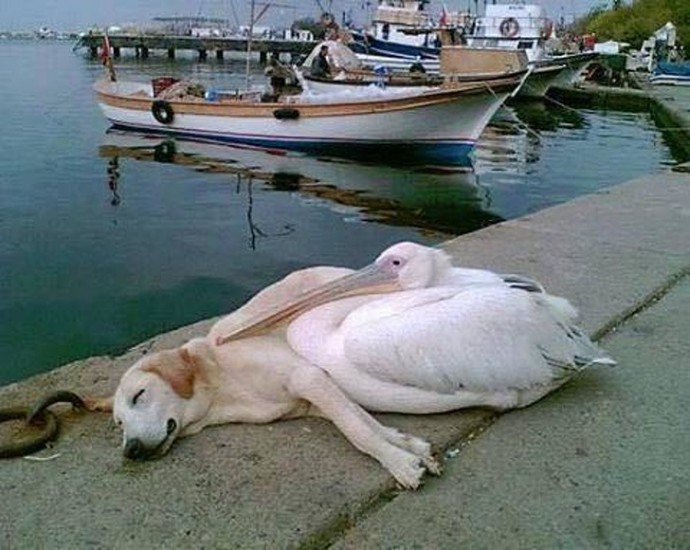 11-adorable-photos-proving-that-sometimes-animals-are-better-than-people-11