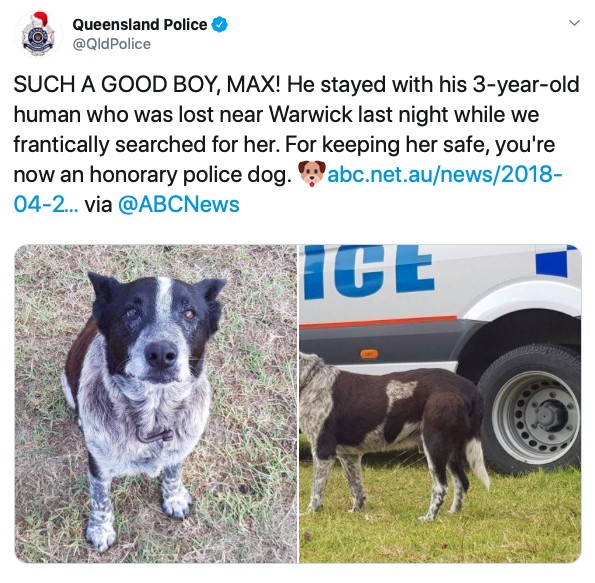 17-year-old-deaf-and-partially-blind-dog-leads-rescuers-to-toddler-missing-for-15-hours-and-becomes-a-honorary-police-dog-01-1