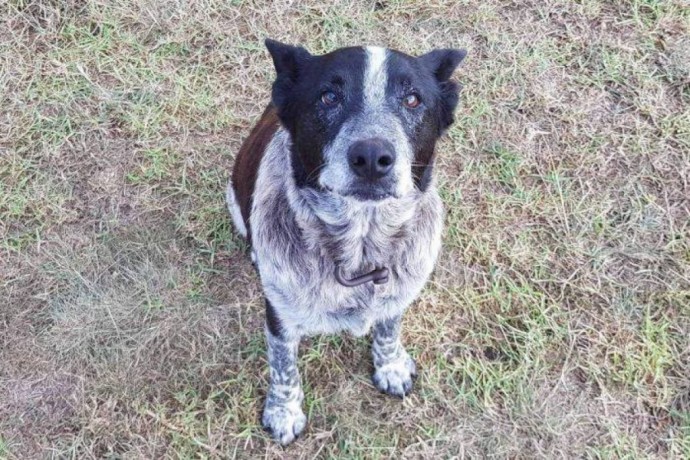 17-year-old-deaf-and-partially-blind-dog-leads-rescuers-to-toddler-missing-for-15-hours-and-becomes-a-honorary-police-dog-01