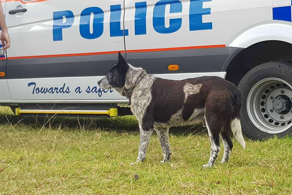 17-year-old-deaf-and-partially-blind-dog-leads-rescuers-to-toddler-missing-for-15-hours-and-becomes-a-honorary-police-dog-02