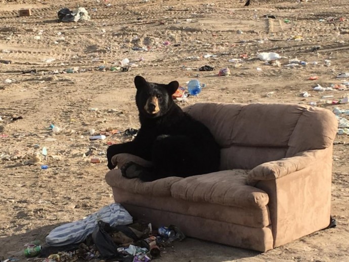 bear-caught-relaxing-just-like-a-human-on-a-couch-someone-threw-away-01