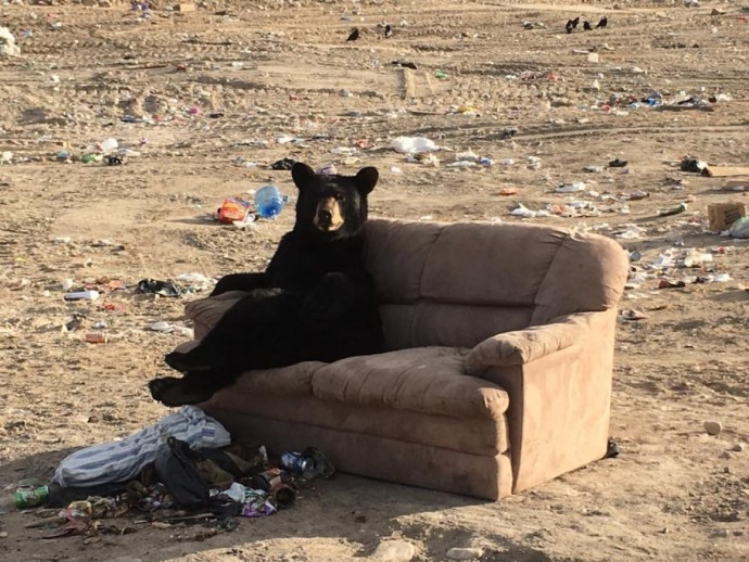 bear-caught-relaxing-just-like-a-human-on-a-couch-someone-threw-away-02
