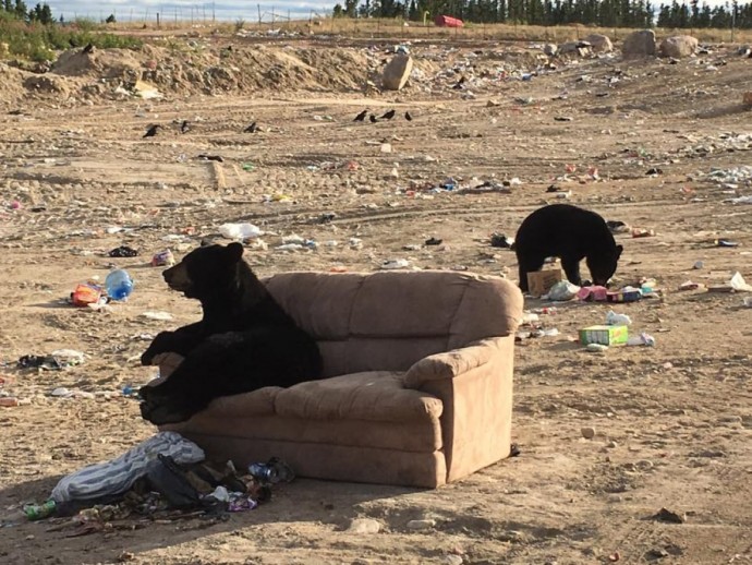 bear-caught-relaxing-just-like-a-human-on-a-couch-someone-threw-away-03