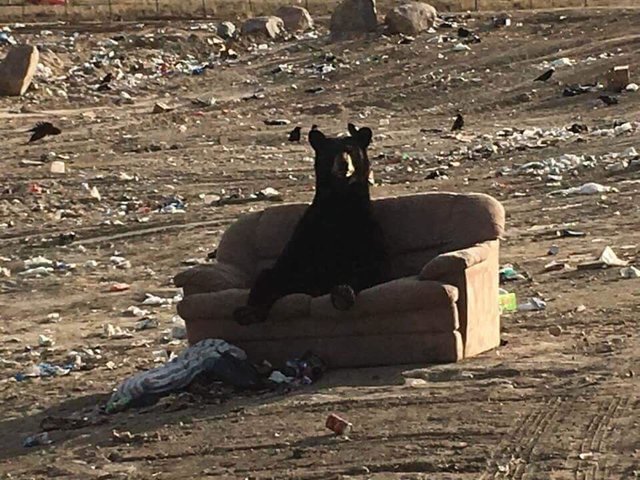 bear-caught-relaxing-just-like-a-human-on-a-couch-someone-threw-away-04