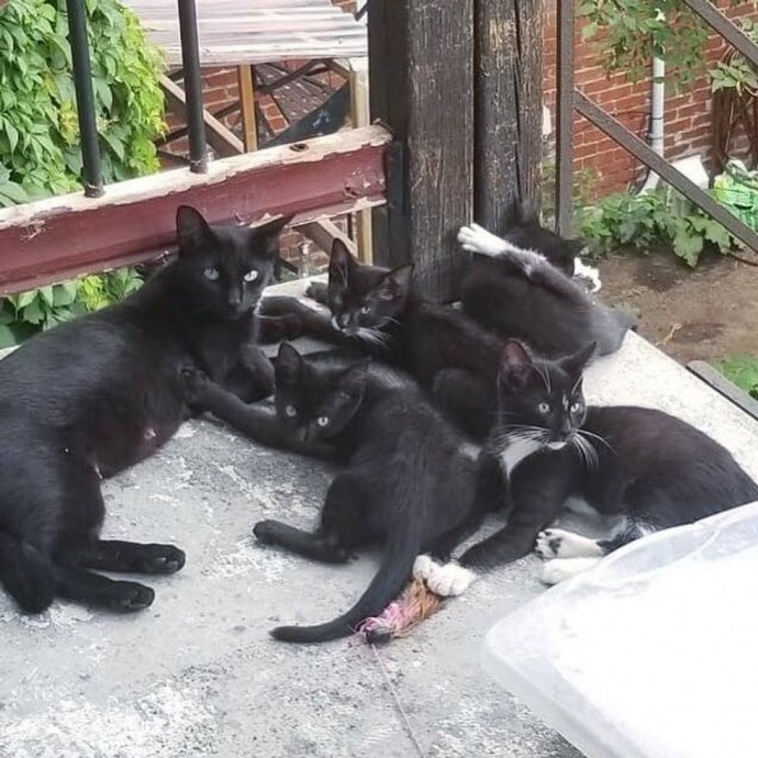 family-gives-food-to-feral-cat-she-comes-back-later-with-her-4-kittens-01