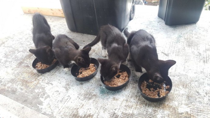 family-gives-food-to-feral-cat-she-comes-back-later-with-her-4-kittens-02