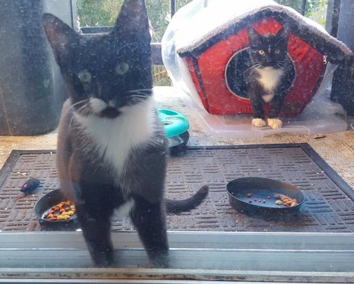 family-gives-food-to-feral-cat-she-comes-back-later-with-her-4-kittens-03