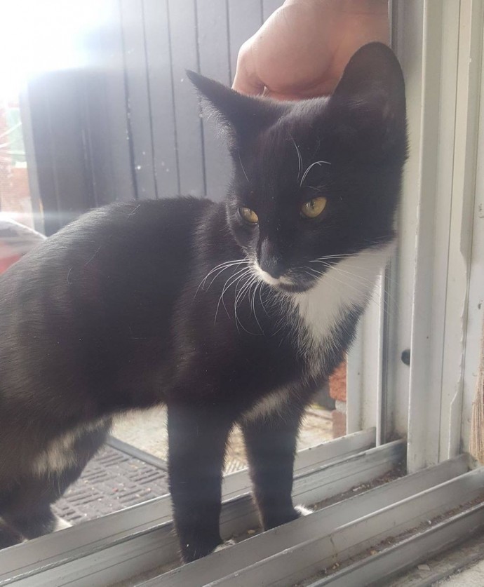 family-gives-food-to-feral-cat-she-comes-back-later-with-her-4-kittens-04
