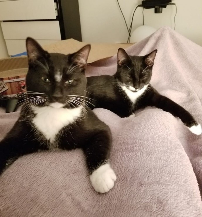 family-gives-food-to-feral-cat-she-comes-back-later-with-her-4-kittens-05