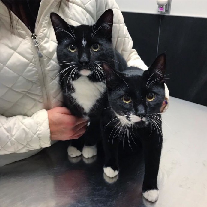 family-gives-food-to-feral-cat-she-comes-back-later-with-her-4-kittens-06