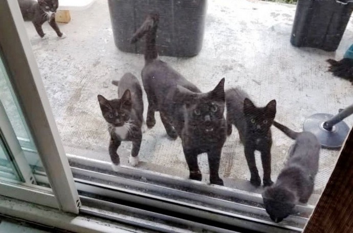 family-gives-food-to-feral-cat-she-comes-back-later-with-her-4-kittens-07