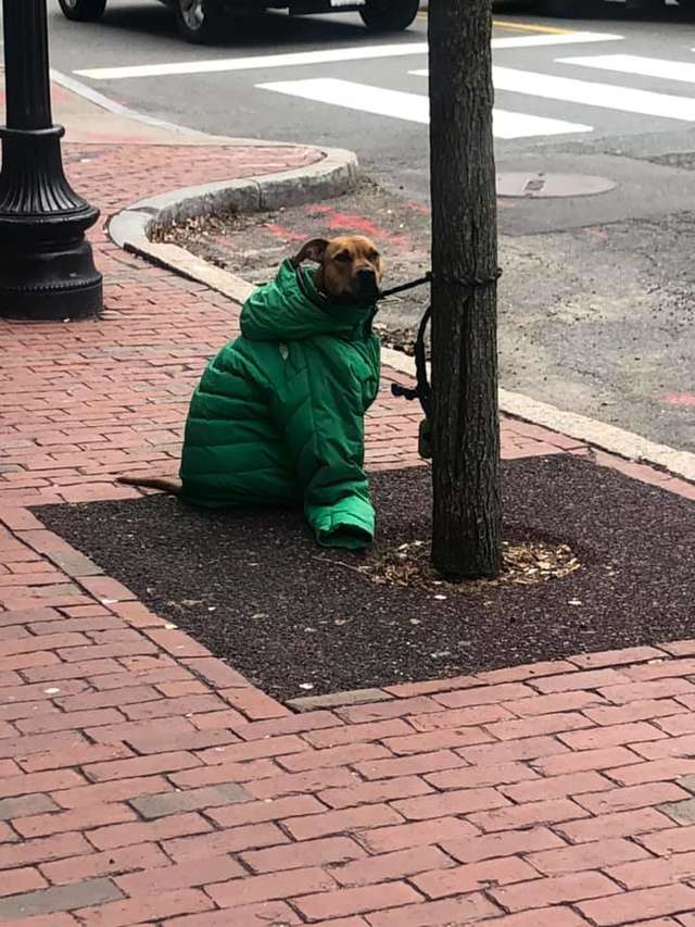 kind-woman-gives-her-own-jacket-to-shivering-dog-waiting-outside-the-post-office-01