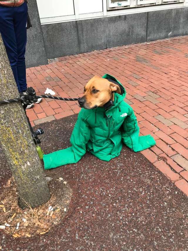 kind-woman-gives-her-own-jacket-to-shivering-dog-waiting-outside-the-post-office-02