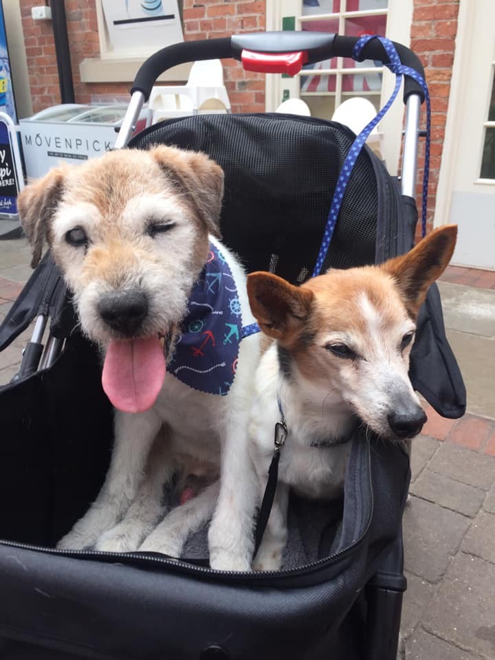 retired-nurse-starts-dog-hospice-to-shower-abandoned-dogs-with-love-during-the-last-days-of-their-lives-01-2