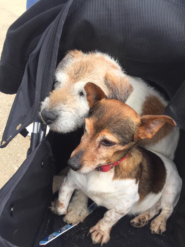 retired-nurse-starts-dog-hospice-to-shower-abandoned-dogs-with-love-during-the-last-days-of-their-lives-01-5
