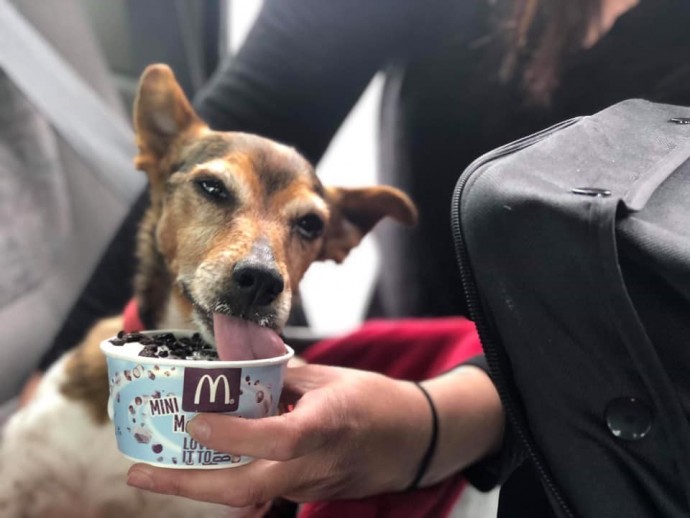 retired-nurse-starts-dog-hospice-to-shower-abandoned-dogs-with-love-during-the-last-days-of-their-lives-01-6