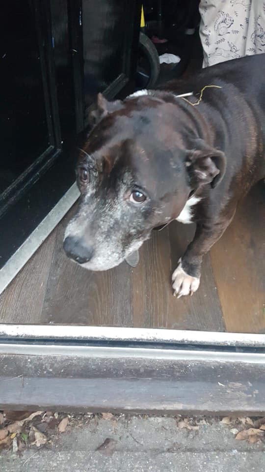 retired-nurse-starts-dog-hospice-to-shower-abandoned-dogs-with-love-during-the-last-days-of-their-lives-01-7