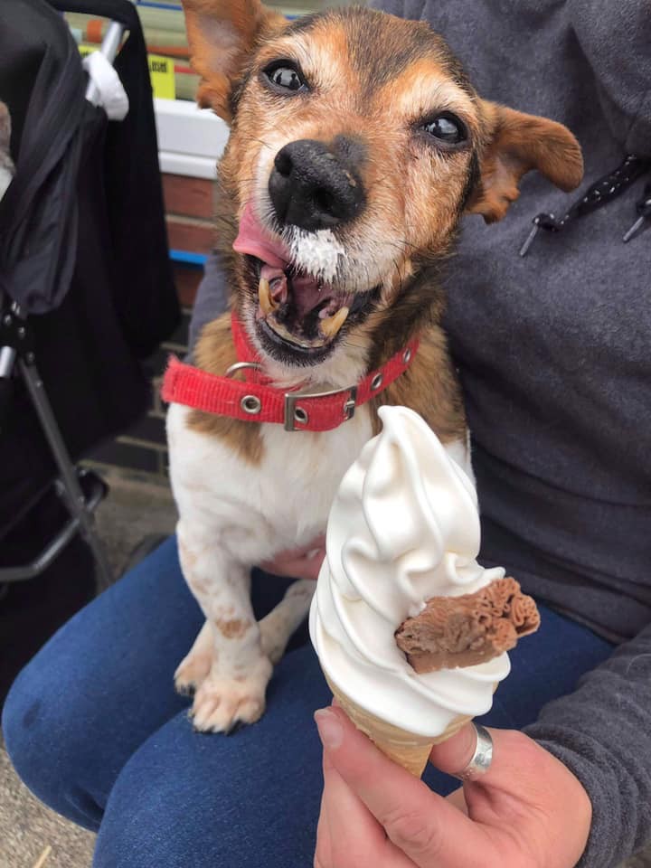 retired-nurse-starts-dog-hospice-to-shower-abandoned-dogs-with-love-during-the-last-days-of-their-lives-01