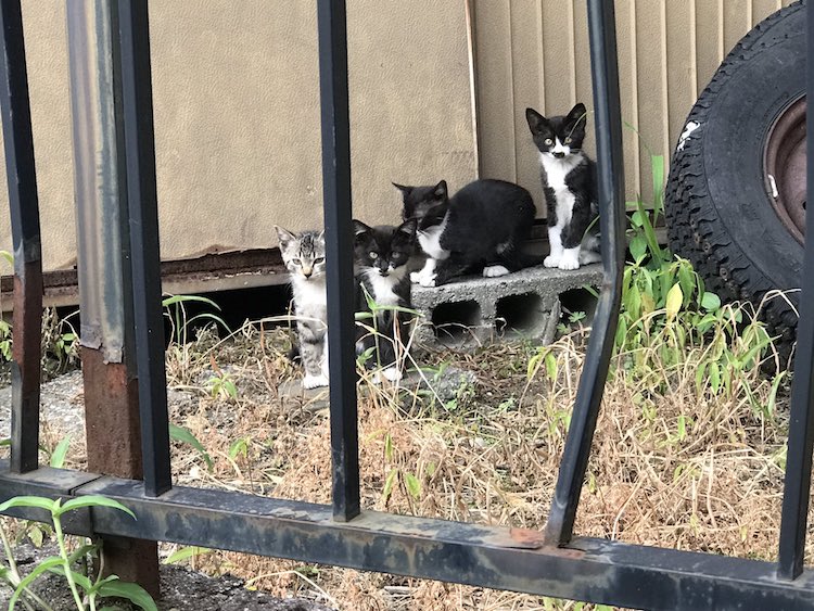 this-cat-has-a-mark-on-his-face-that-looks-just-like-a-tiny-cat-01