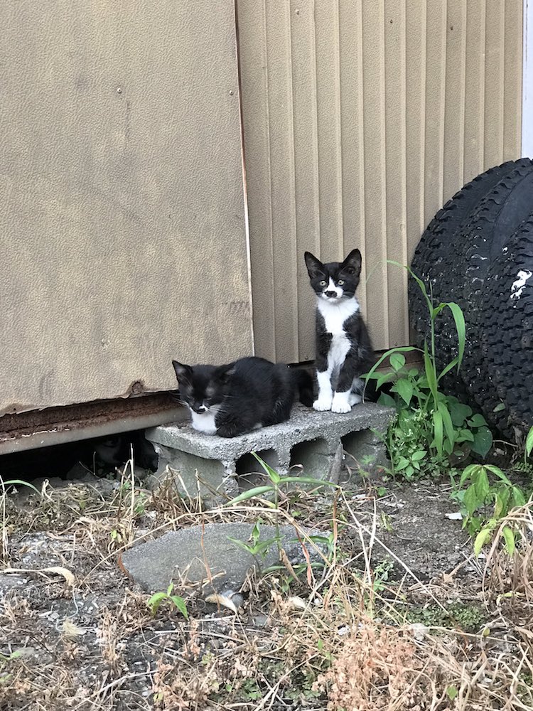 this-cat-has-a-mark-on-his-face-that-looks-just-like-a-tiny-cat-02
