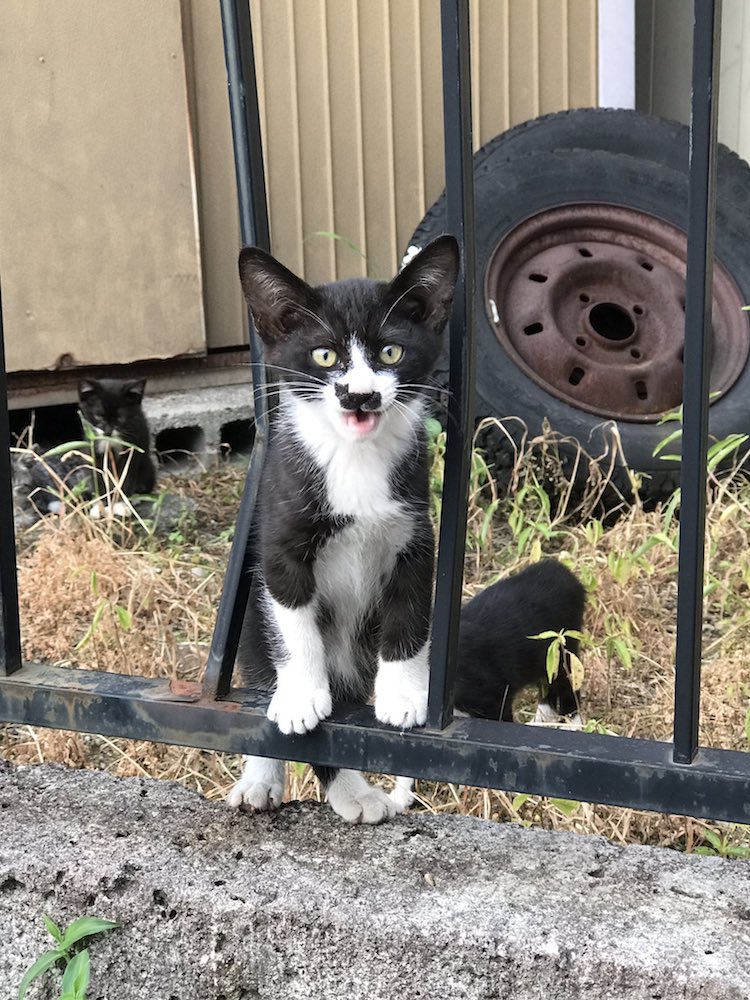 this-cat-has-a-mark-on-his-face-that-looks-just-like-a-tiny-cat-03