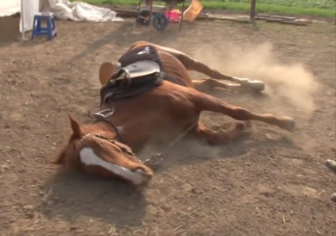 this-horse-pretends-to-be-dead-when-people-try-to-ride-him-and-he-s-so-dramatic-he-deserves-an-oscar-01-1