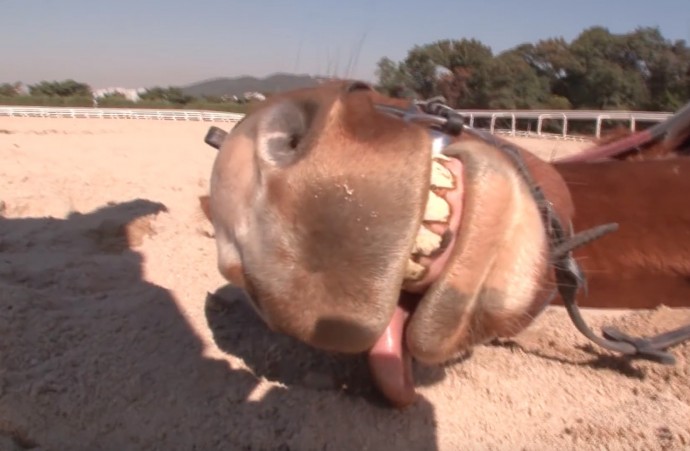 this-horse-pretends-to-be-dead-when-people-try-to-ride-him-and-he-s-so-dramatic-he-deserves-an-oscar-01-2