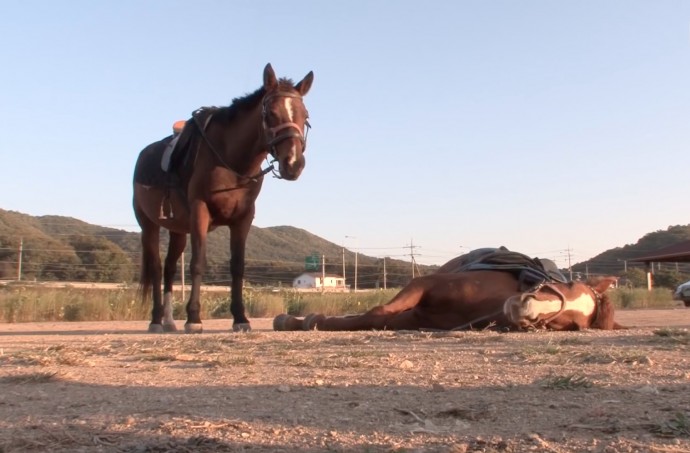 this-horse-pretends-to-be-dead-when-people-try-to-ride-him-and-he-s-so-dramatic-he-deserves-an-oscar-01-3