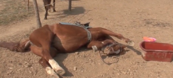 this-horse-pretends-to-be-dead-when-people-try-to-ride-him-and-he-s-so-dramatic-he-deserves-an-oscar-01-4