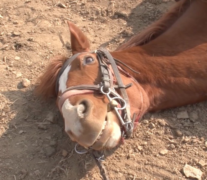 this-horse-pretends-to-be-dead-when-people-try-to-ride-him-and-he-s-so-dramatic-he-deserves-an-oscar-01-5