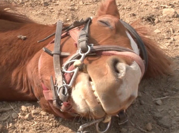 this-horse-pretends-to-be-dead-when-people-try-to-ride-him-and-he-s-so-dramatic-he-deserves-an-oscar-01-6