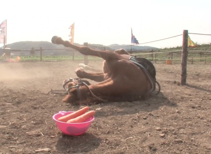 this-horse-pretends-to-be-dead-when-people-try-to-ride-him-and-he-s-so-dramatic-he-deserves-an-oscar-01