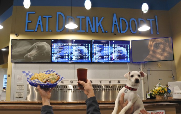 this-is-fido-s-the-world-s-first-tap-house-where-you-can-have-a-beer-and-meet-foster-dogs-up-for-adoption-01