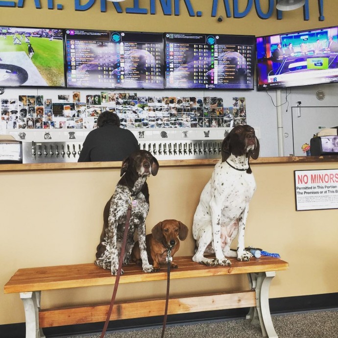 this-is-fido-s-the-world-s-first-tap-house-where-you-can-have-a-beer-and-meet-foster-dogs-up-for-adoption-03