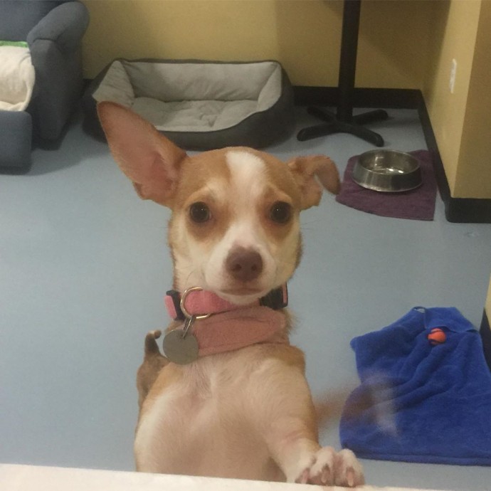 this-is-fido-s-the-world-s-first-tap-house-where-you-can-have-a-beer-and-meet-foster-dogs-up-for-adoption-06