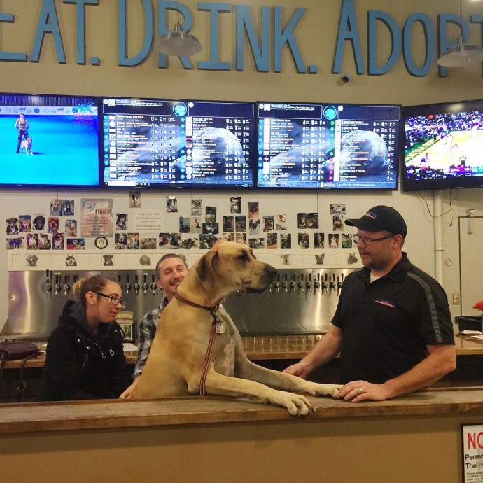 this-is-fido-s-the-world-s-first-tap-house-where-you-can-have-a-beer-and-meet-foster-dogs-up-for-adoption-07