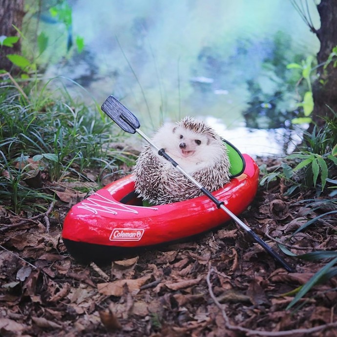 tiny-hedgehog-goes-camping-with-his-tiny-equipment-and-the-photos-are-adorable-02