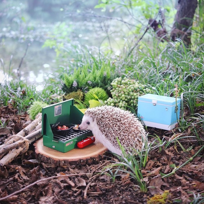 tiny-hedgehog-goes-camping-with-his-tiny-equipment-and-the-photos-are-adorable-04