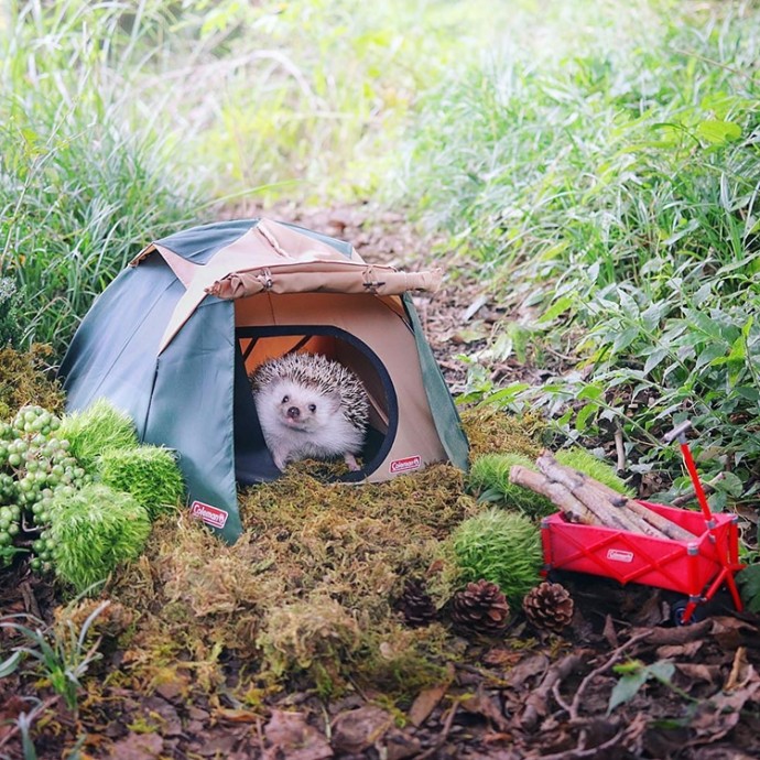 tiny-hedgehog-goes-camping-with-his-tiny-equipment-and-the-photos-are-adorable-05