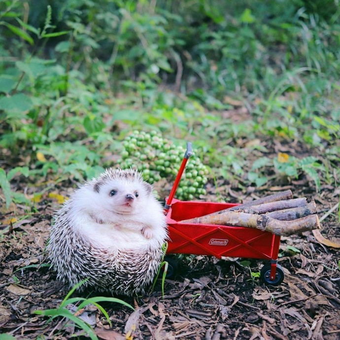 tiny-hedgehog-goes-camping-with-his-tiny-equipment-and-the-photos-are-adorable-06