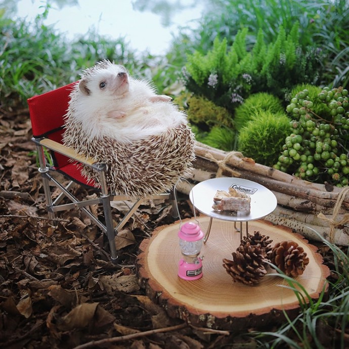 tiny-hedgehog-goes-camping-with-his-tiny-equipment-and-the-photos-are-adorable-07