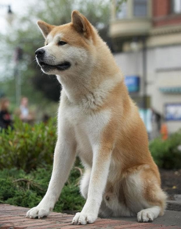 куче